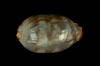 藏品(阿拉伯寶螺)的圖片